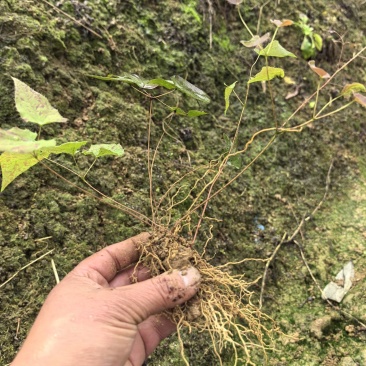 高含量柔毛淫羊藿种苗