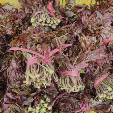 正宗北方露天香椿芽进入倒计时