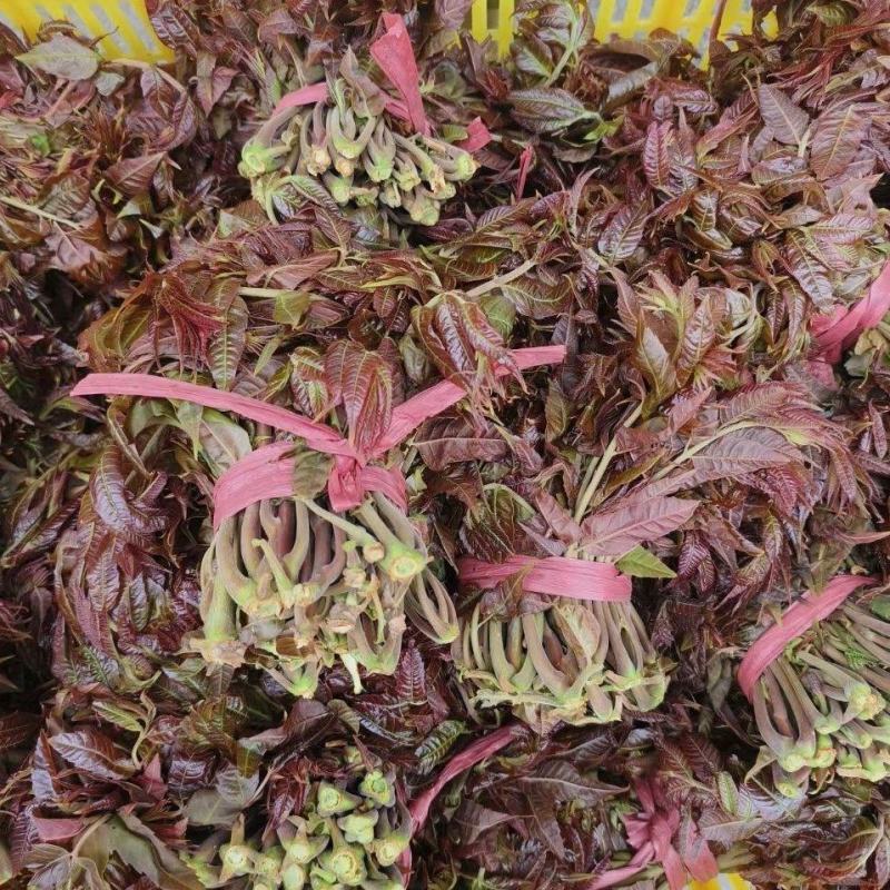 正宗北方露天香椿芽进入倒计时