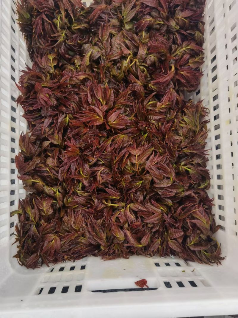 正宗北方露天香椿芽进入倒计时