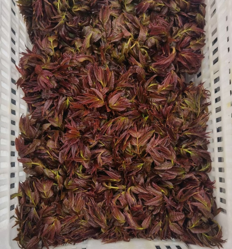 正宗北方露天香椿芽进入倒计时