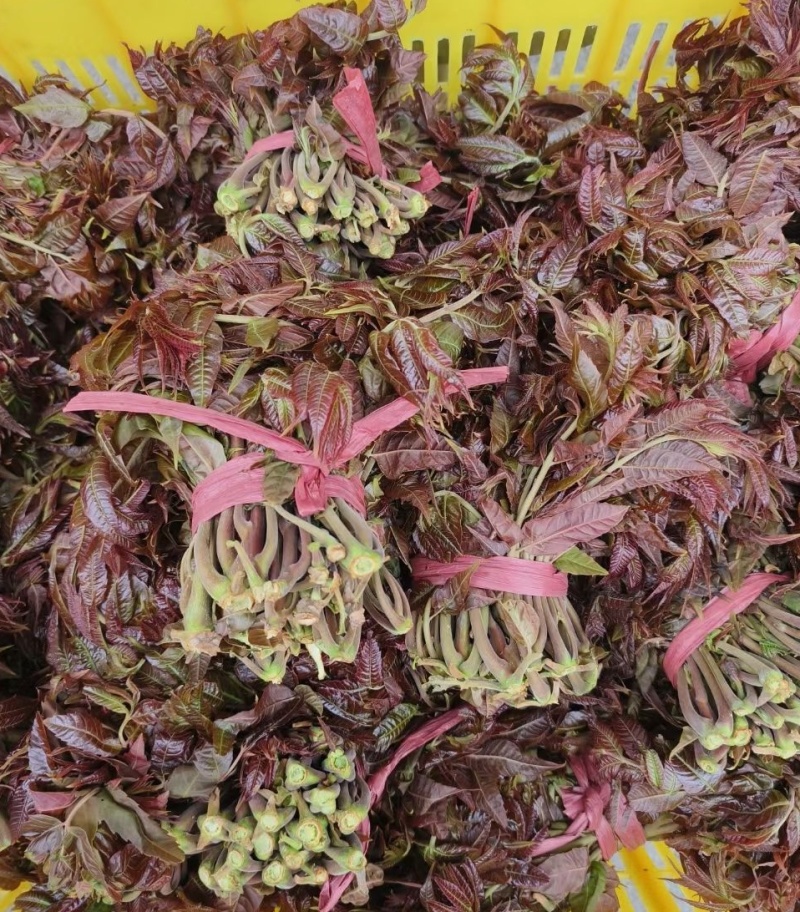 正宗北方露天香椿芽进入倒计时