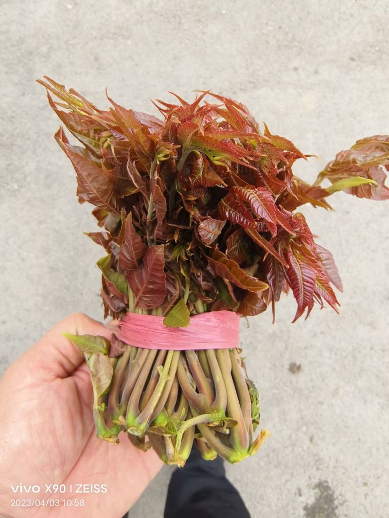 正宗北方露天香椿芽进入倒计时