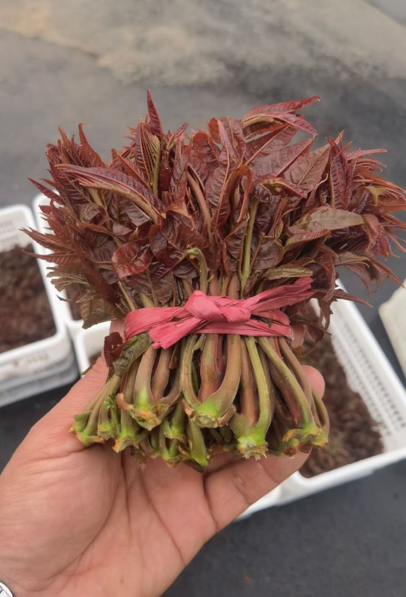 正宗北方露天香椿芽进入倒计时