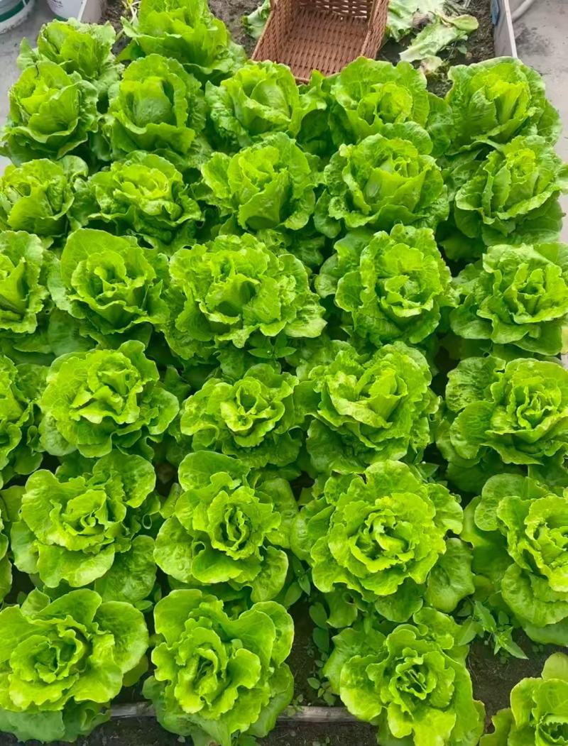 意大利生菜