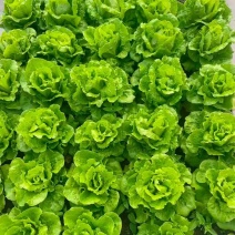 意大利生菜