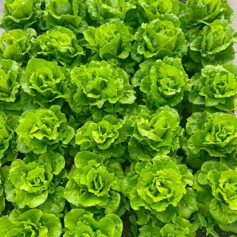 意大利生菜