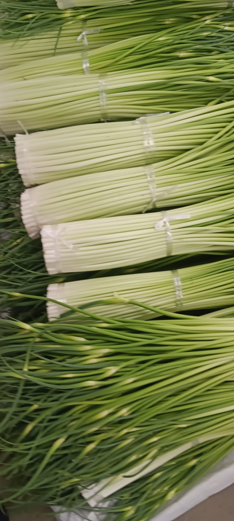 四川汉源蒜苔大上市了，鲜，妹味好，需要的联系