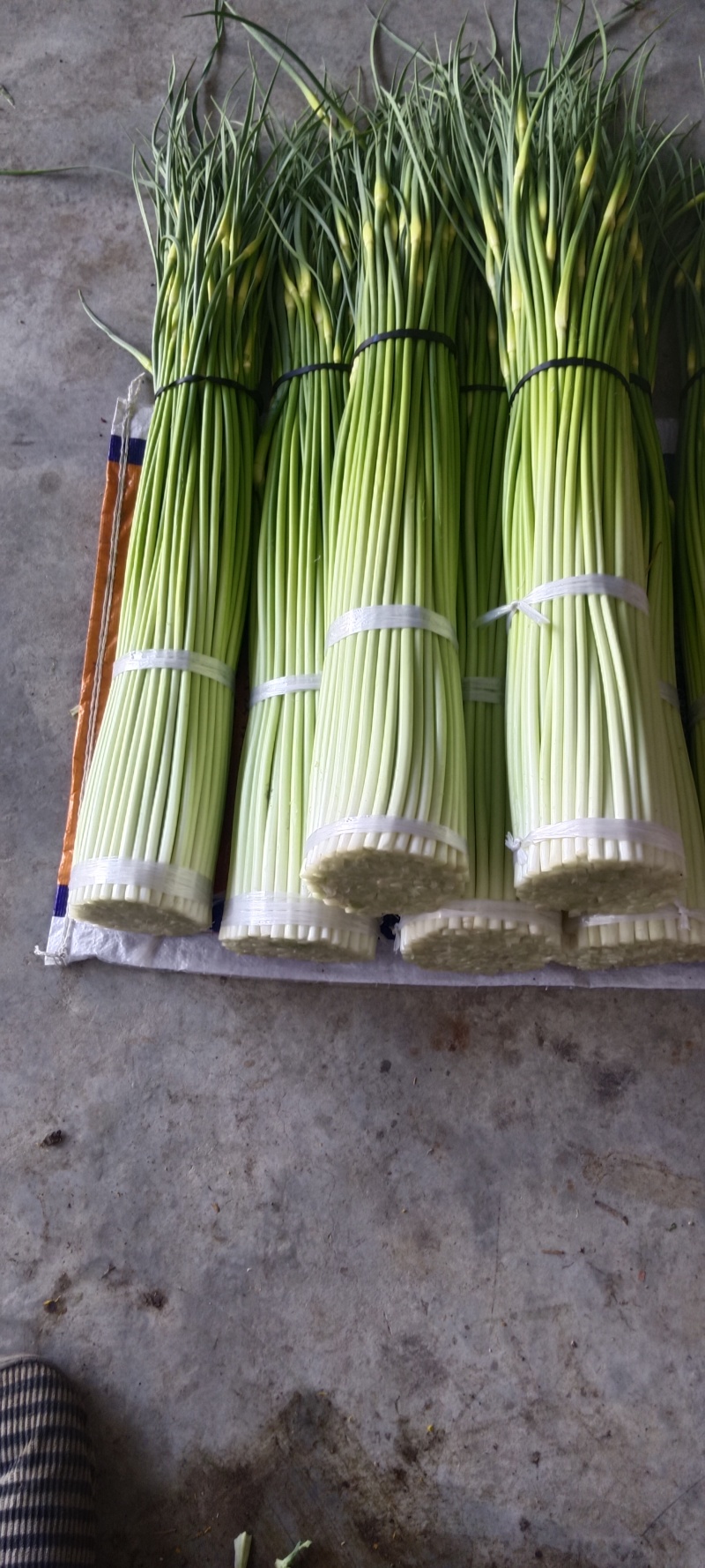 四川汉源蒜苔大上市了，鲜，妹味好，需要的联系