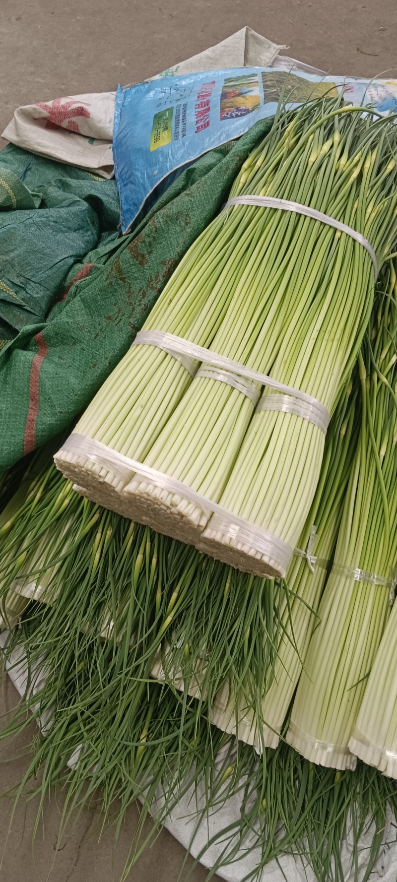 四川汉源蒜苔大上市了，鲜，妹味好，需要的联系
