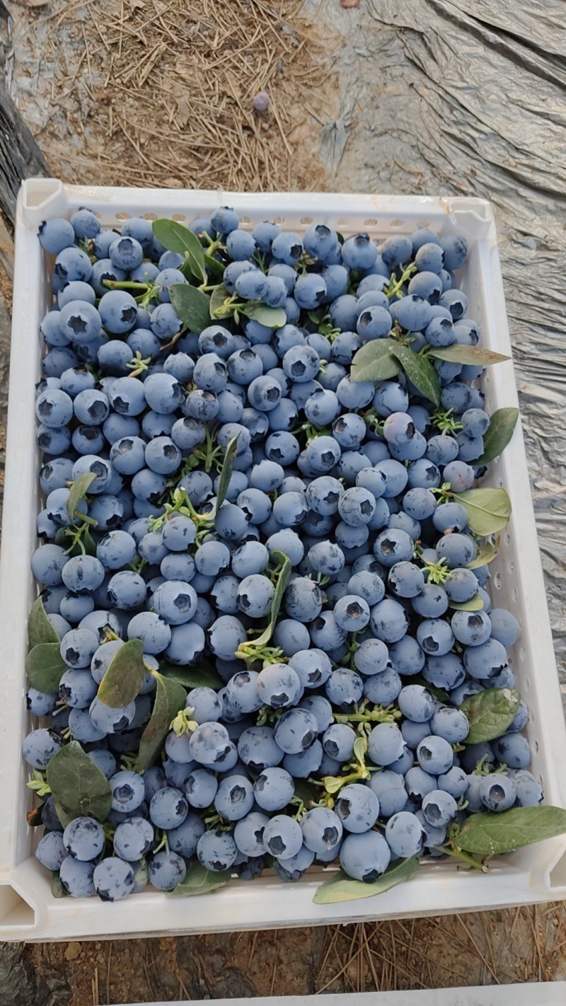 【F6蓝莓】特级蓝莓品种优良对接商超档口发往全国