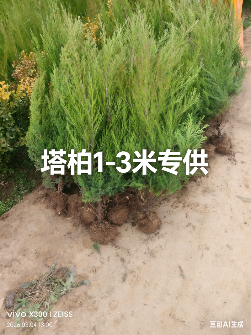 优质塔柏，常年批发，苏北苗木基地，塔柏桧柏蜀桧优质基地