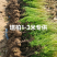 优质塔柏，常年批发，苏北苗木基地，塔柏桧柏蜀桧优质基地