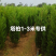 优质塔柏，常年批发，苏北苗木基地，塔柏桧柏蜀桧优质基地