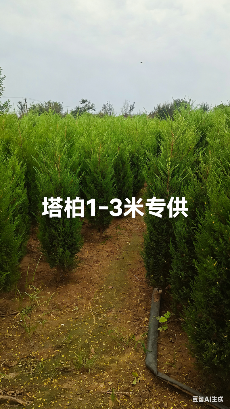 优质塔柏，常年批发，苏北苗木基地，塔柏桧柏蜀桧优质基地