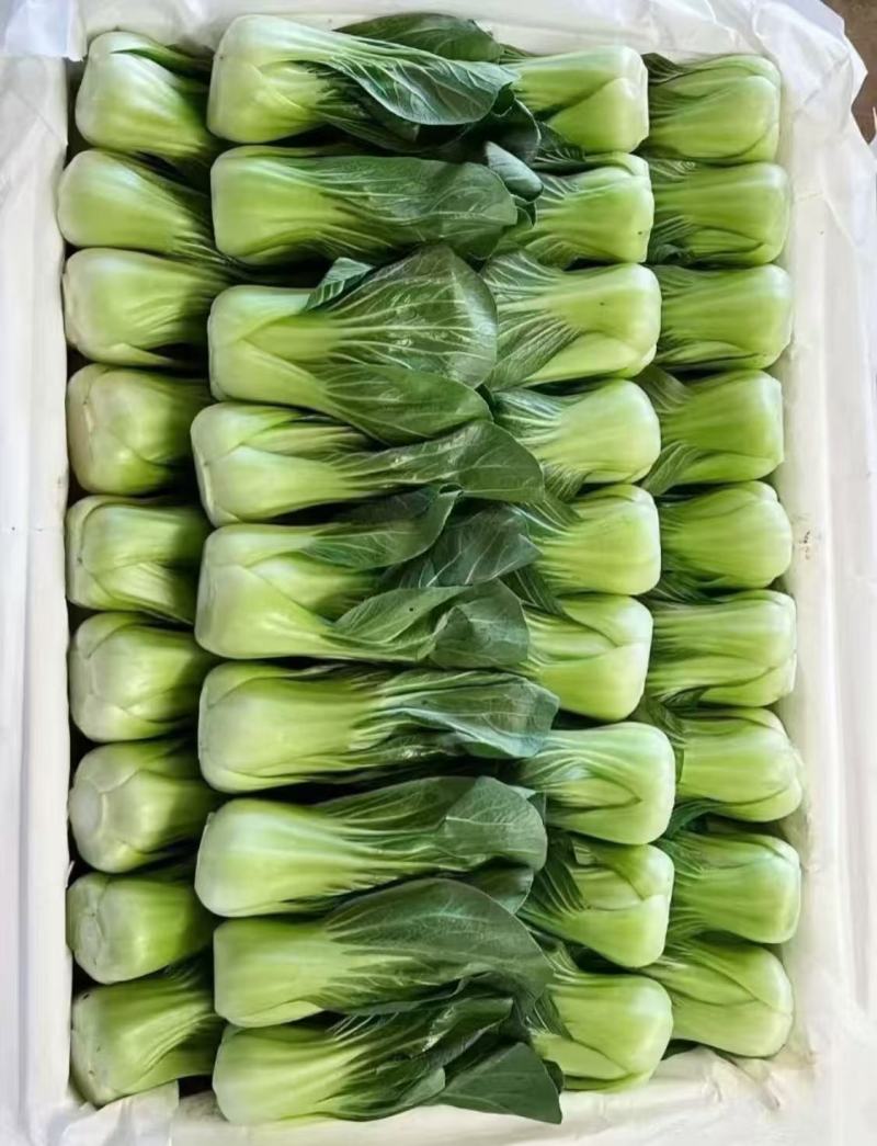 上海青