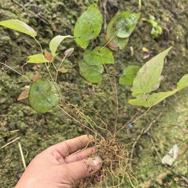 高萌发高含量柔毛淫羊藿种苗