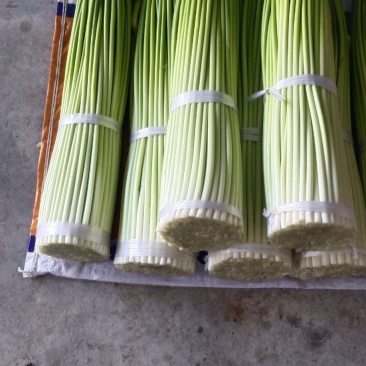 四川汉源蒜苔大上市了鲜，嫩，味好，有需要的联系