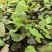 高萌发高含量柔毛淫羊藿种苗