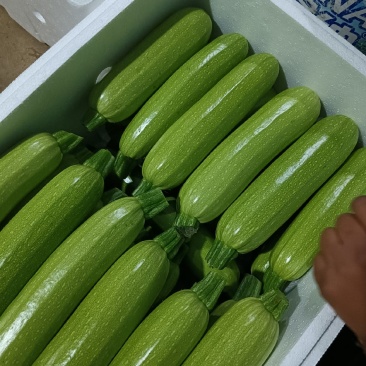 云南精品西葫芦大量上市