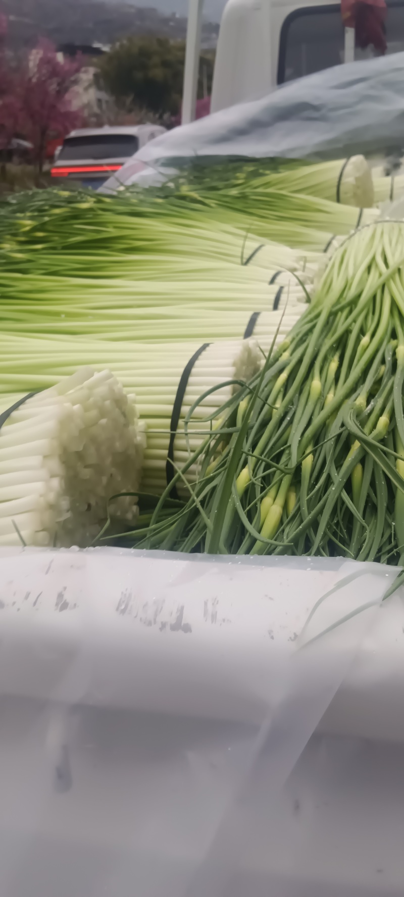 四川汉源蒜苔大上市了鲜，嫩，味好，有需要的联系