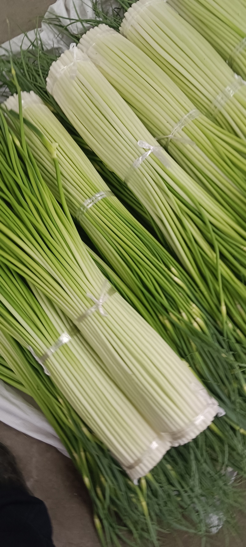 四川汉源蒜苔大上市了鲜，嫩，味好，有需要的联系