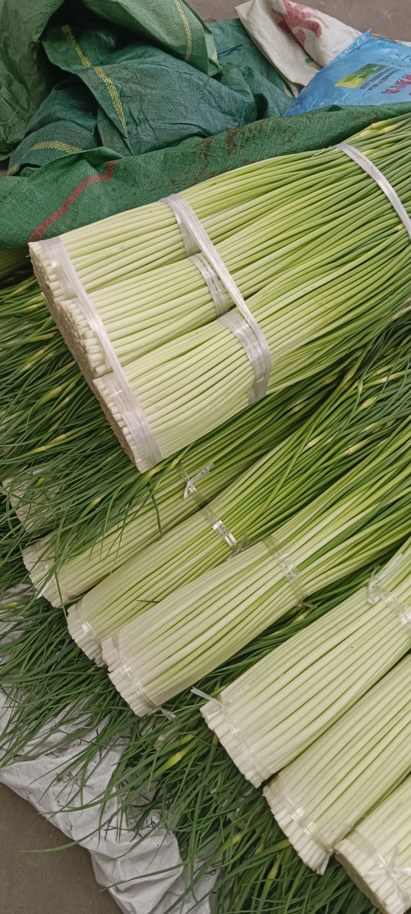 四川汉源蒜苔大上市了鲜，嫩，味好，有需要的联系