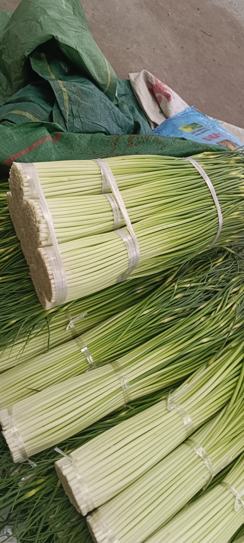 四川汉源蒜苔大上市了鲜，嫩，味好，有需要的联系