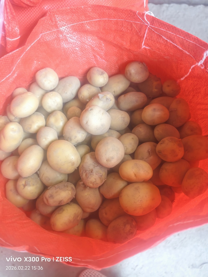 云南德宏盈江黄皮黄心迷你小土豆