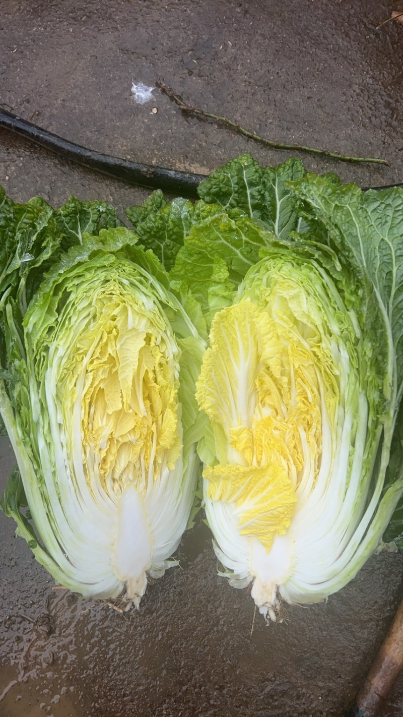 黄心大白菜有苔低价处理