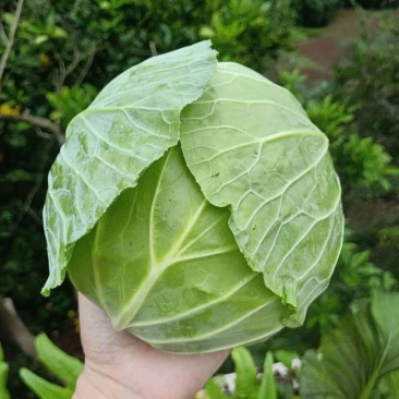 山东甘蓝圆包菜大量上市中基地直发保质保量对接商超团购供