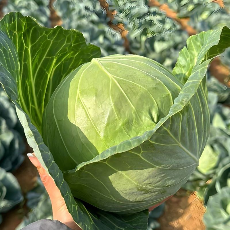 山东甘蓝圆包菜大量上市中基地直发保质保量对接商超团购供
