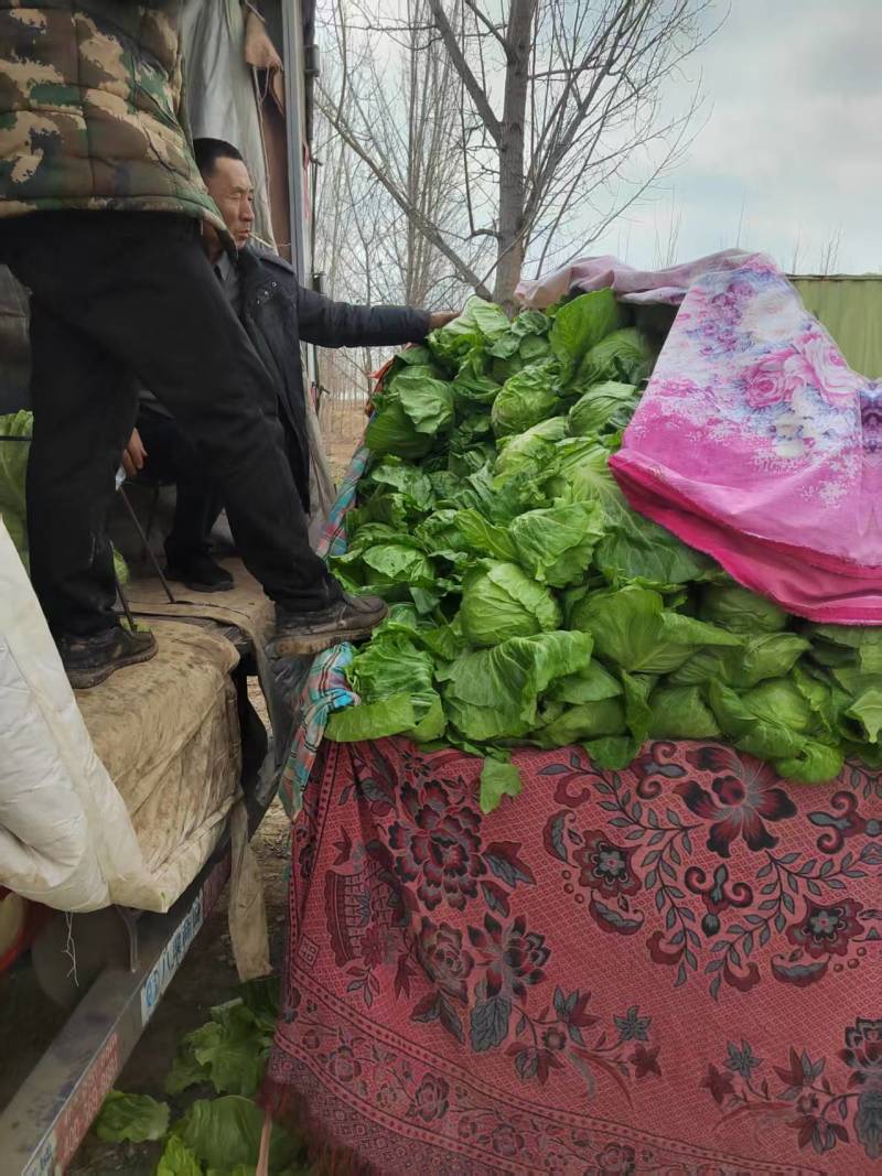 山东甘蓝圆包菜大量上市中基地直发保质保量对接商超团购供