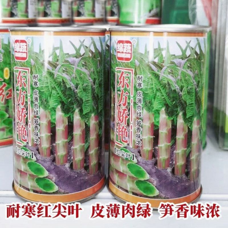 东方娇艳红尖叶莴笋种子紫红皮香莴笋耐寒绿肉莴苣种子大田基
