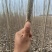 出售107速生杨树苗