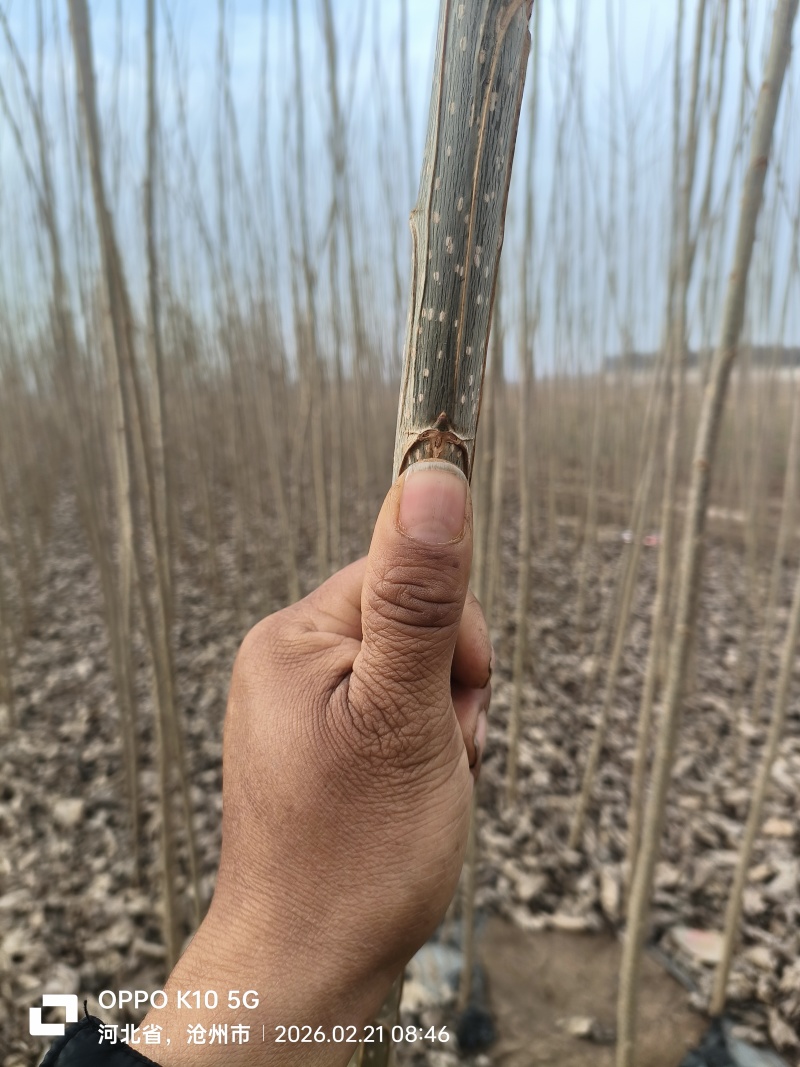 出售107速生杨树苗