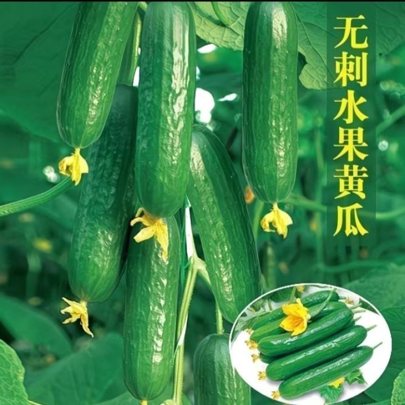 精品水果黄瓜无刺黄瓜山东莘县万亩基地直发对接市场电商批发