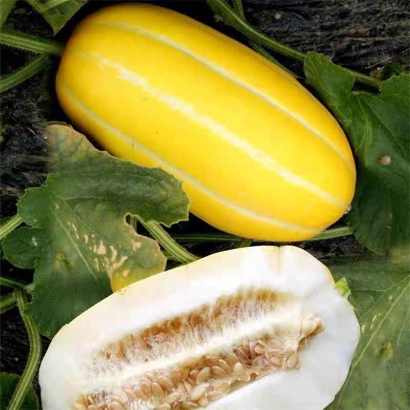 黄金蜜瓜各品种甜瓜山东香瓜按需包装包食宿专业代办代发全国