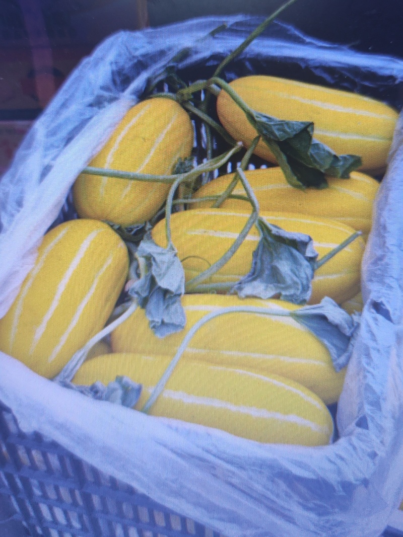 黄金蜜瓜各品种甜瓜山东香瓜按需包装包食宿专业代办代发全国
