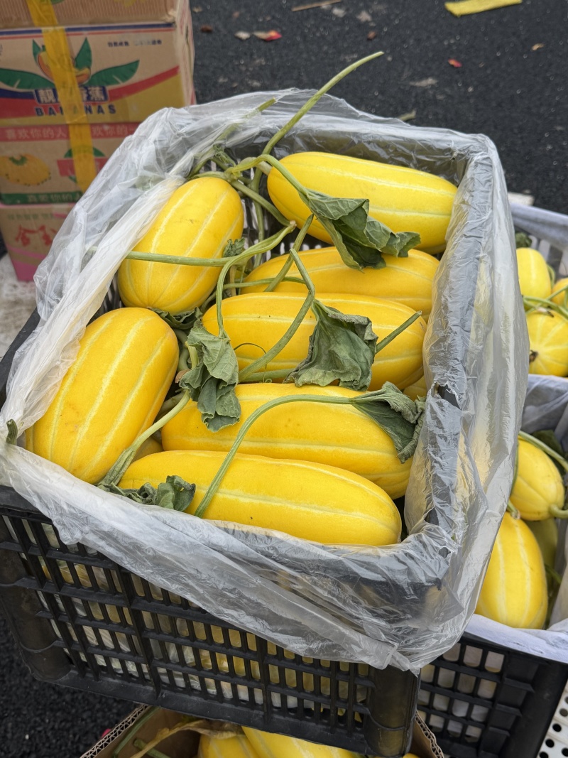 黄金蜜瓜各品种甜瓜山东香瓜按需包装包食宿专业代办代发全国