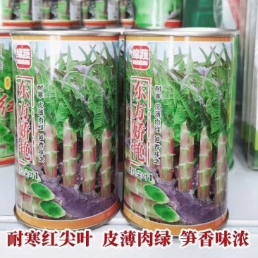 东方娇艳红尖叶莴笋种子紫红皮香莴笋耐寒绿肉莴苣种子大田基