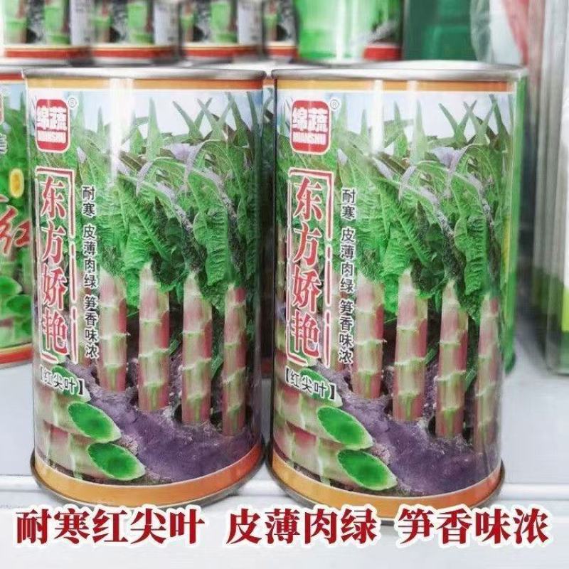 东方娇艳红尖叶莴笋种子紫红皮香莴笋耐寒绿肉莴苣种子大田基
