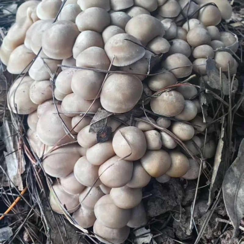 鹿茸菇，北风菌
