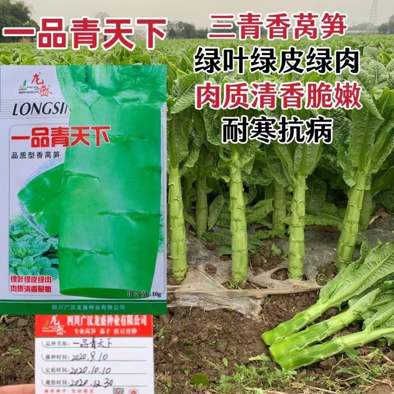 一品青天下莴笋种子香嫩圆叶绿皮绿肉莴苣孑大田专用蔬菜种籽