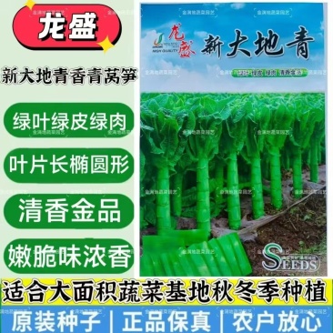 三青莴笋种子新大地青香莴笋种子耐寒椭圆叶绿叶绿皮绿肉莴苣