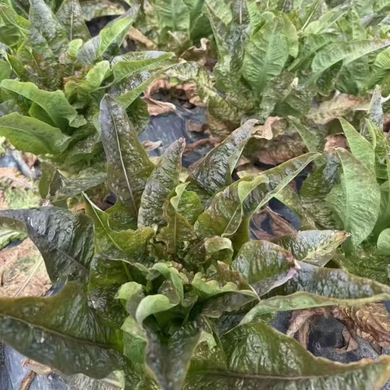 红火8号莴笋种子红尖叶长直棒型香莴笋种子肉嫩翠绿色香味浓
