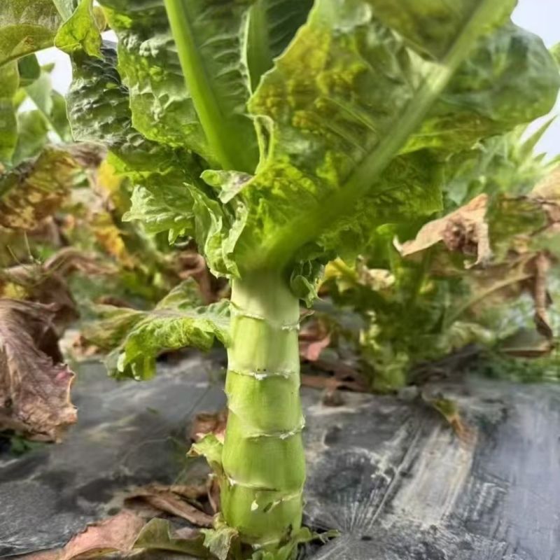 红火8号莴笋种子红尖叶长直棒型香莴笋种子肉嫩翠绿色香味浓