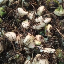 毛慈菇边果