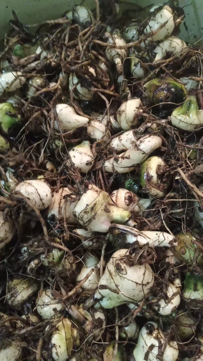 毛慈菇边果