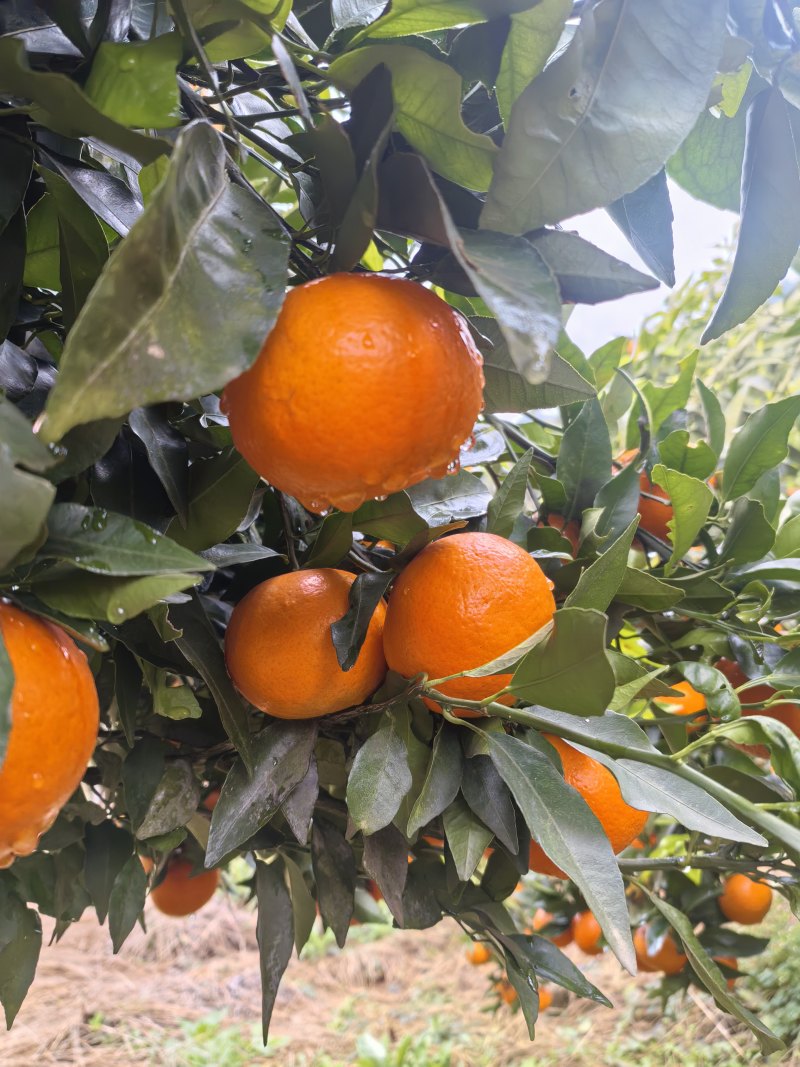 贵州沃柑大量上市皮薄肉多口感甜可对接全国市场